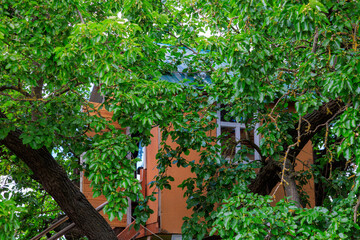 A tree with a house in the background