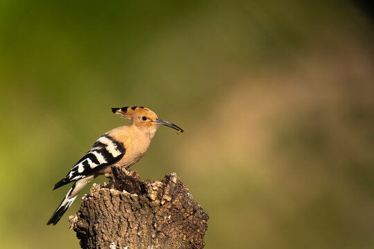 Hoopoe Feeding In The Forest  