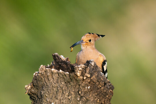 Hoopoe Perched On Wood Stump With A Larva In Its Beak  