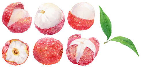 皮を切ったライチの水彩イラストセット