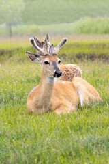White tail deer laying in the grass