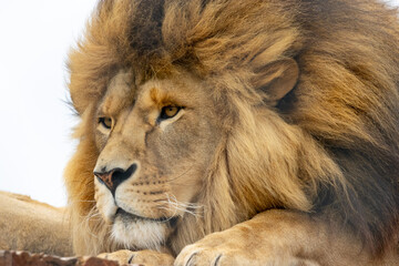 Male lion laying on his paws, close up of face