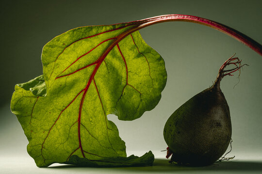 Forest beet with its leaves