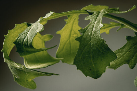 Arugula