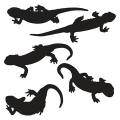 Set of Salamander Silhouette Vector Illustration