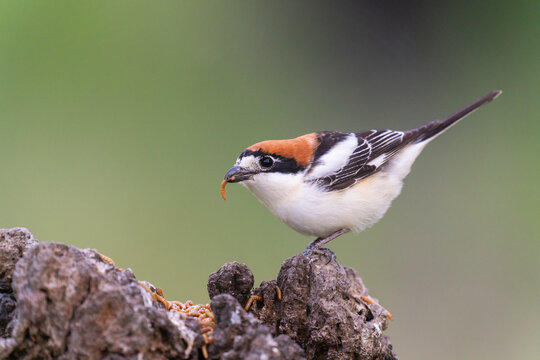 Woodchat Shrike With A Larva In Its Beak  