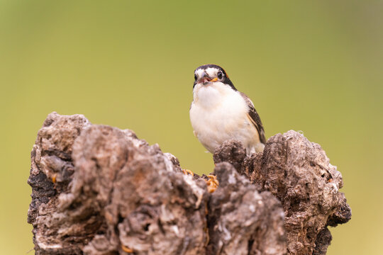 Woodchat Shrike With A Mealworm In Its Mouth  