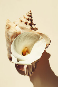 An elegant composition of a large seashell 