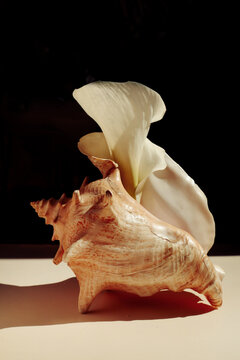 An elegant composition of a large seashell 