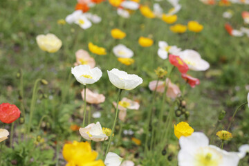 Beautiful poppy flower garden. The Expo 70 Commemorative Park, Osaka, Japan