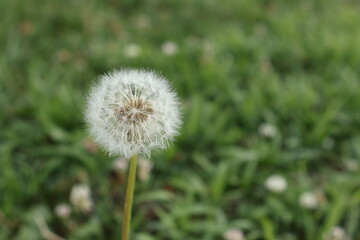 Isolated dandelion flower on a grass field background