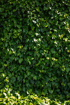 English Ivy green wall