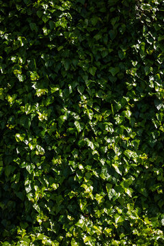 English Ivy green wall