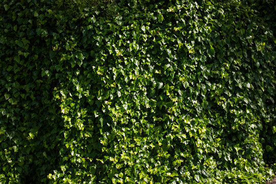 English Ivy green wall