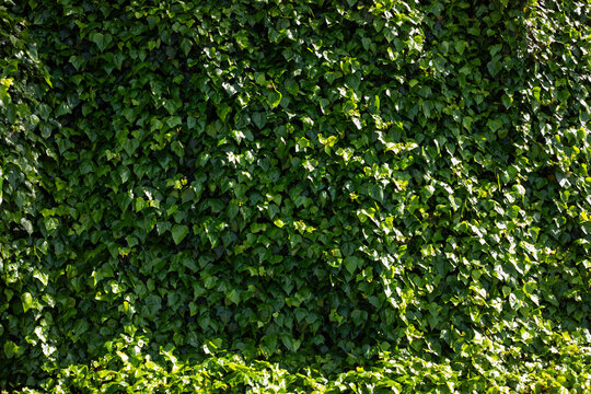 English Ivy green wall