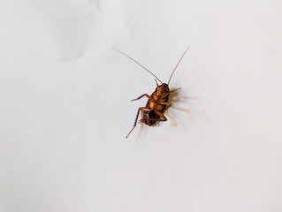 The cockroach isolated on the white background, copy space.