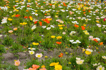 Beautiful poppy flower garden. The Expo 70 Commemorative Park, Osaka, Japan