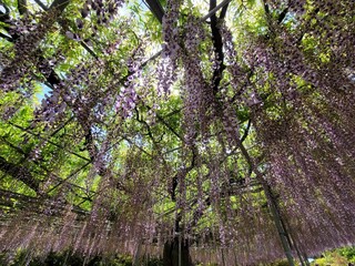 Spring beautiful flowers, purple wisteria is blooming