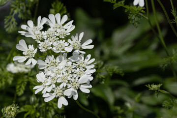 純白のオルレア