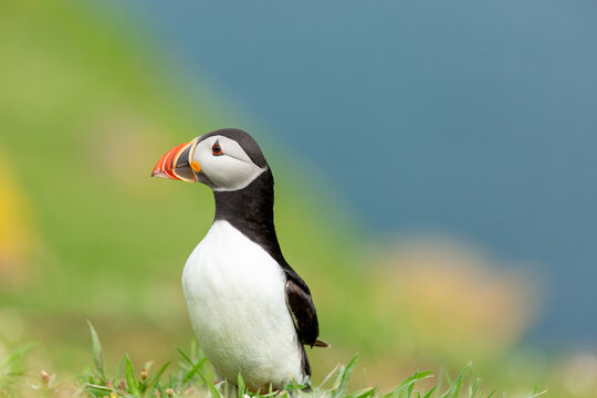 arctic puffin Skomer Island