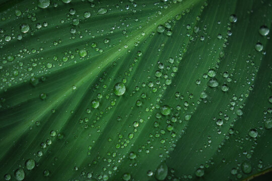 nature green leaves with raindrops backgrounds - Powered by Adobe