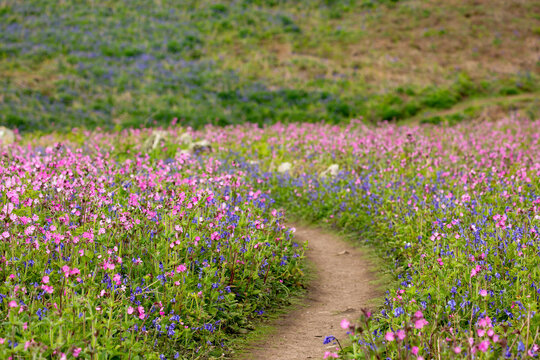 A path through wildflowers
