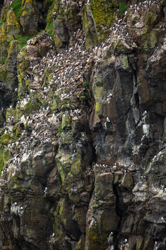 Razorbills and Guillemots nesting on sheer cliffs 