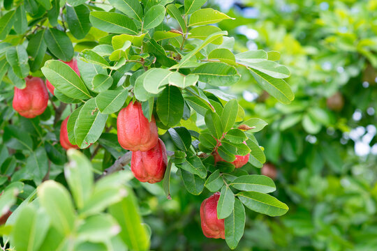 Photo of Ackee fruit at a South Florida garden.