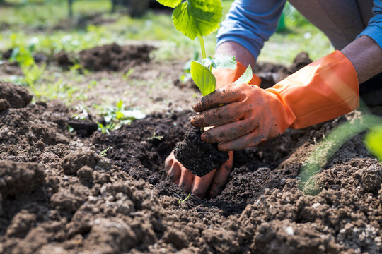 Senior woman planting zucchini plant