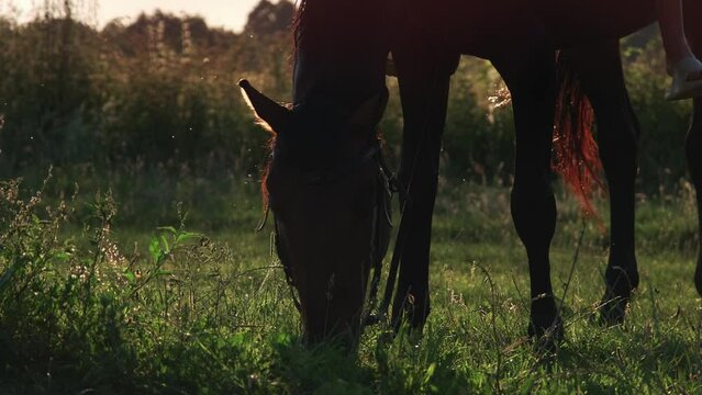The muzzle of a horse eating grass and nettles in close-up. A horse grazes in a sunlit meadow on a pasture of a livestock farm surrounded by an electric shepherd.