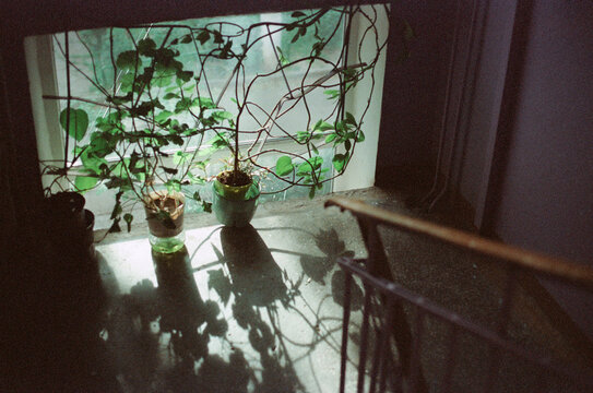 
home flowers by the window