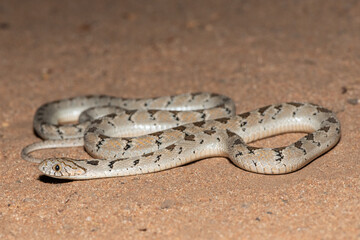Rhombic egg eater (Dasypeltis scabra), also known as a common egg eater, or egg-eating snake, in the wild during a warm summer evening