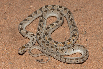 Fototapeta premium Rhombic egg eater (Dasypeltis scabra), also known as a common egg eater, or egg-eating snake, in the wild during a warm summer evening