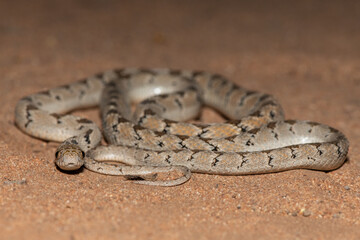Rhombic egg eater (Dasypeltis scabra), also known as a common egg eater, or egg-eating snake, in the wild during a warm summer evening