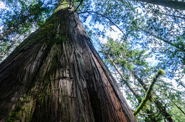 Vertical view of a large old pine tree with moss covered branches in a dense forest