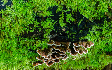California Fung, Turkey Tail Mushrooms, Trametes versicolor growing ona moss covered old decaying...