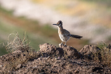 Greater Roadrunner