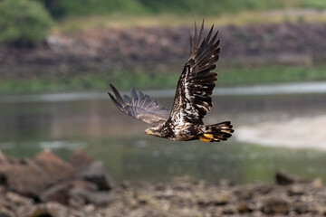 Bald Eagle Juvenile