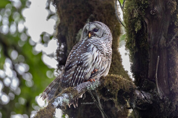 Barred Owl - Adult