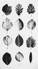 Obraz premium Collection of black and white leaf prints on white background