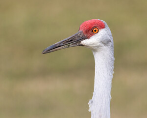 Sandhill Crane