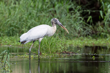 Wood Stork