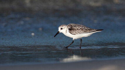 Sanderling