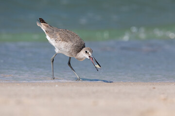 Willet Sandpiper