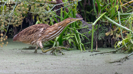 American Bittern