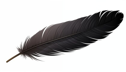 black feather isolated on white background