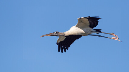 Wood Stork