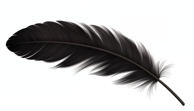 Fototapeta black feather isolated on white background