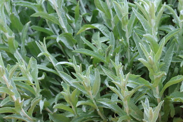 Leaves of a vigorous California Aster, Corethrogyne Filaginifolia, growing at over 1500 feet in the Santa Monica Mountains during Spring.