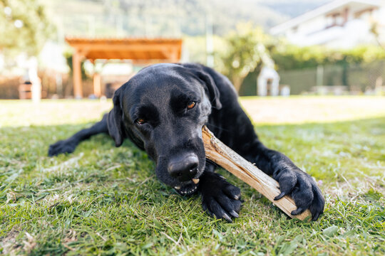 Content black dog chewing on bone in sunlit yard